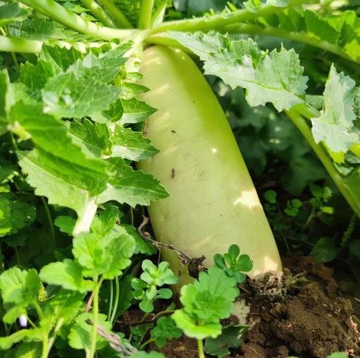 生态时令蔬菜箱（冬季） | 合作生产* Ecological vegetable box  | Coproduction 商品图10