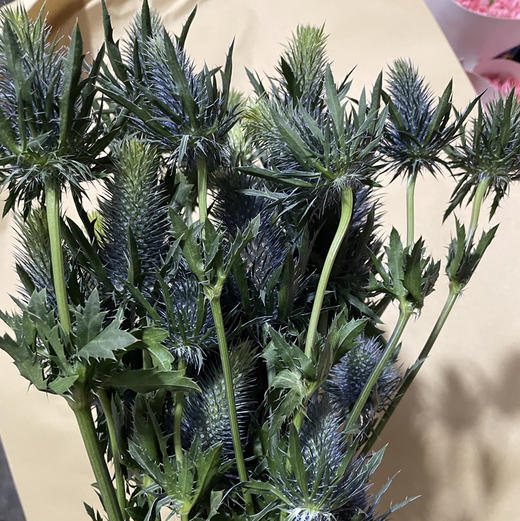 进口刺芹-超星 商品图3