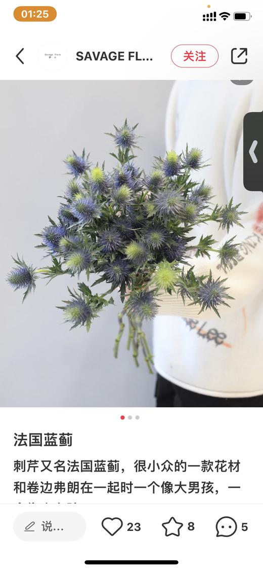 【荷兰进口】刺芹~超星  5枝/扎（小尖头） 商品图4