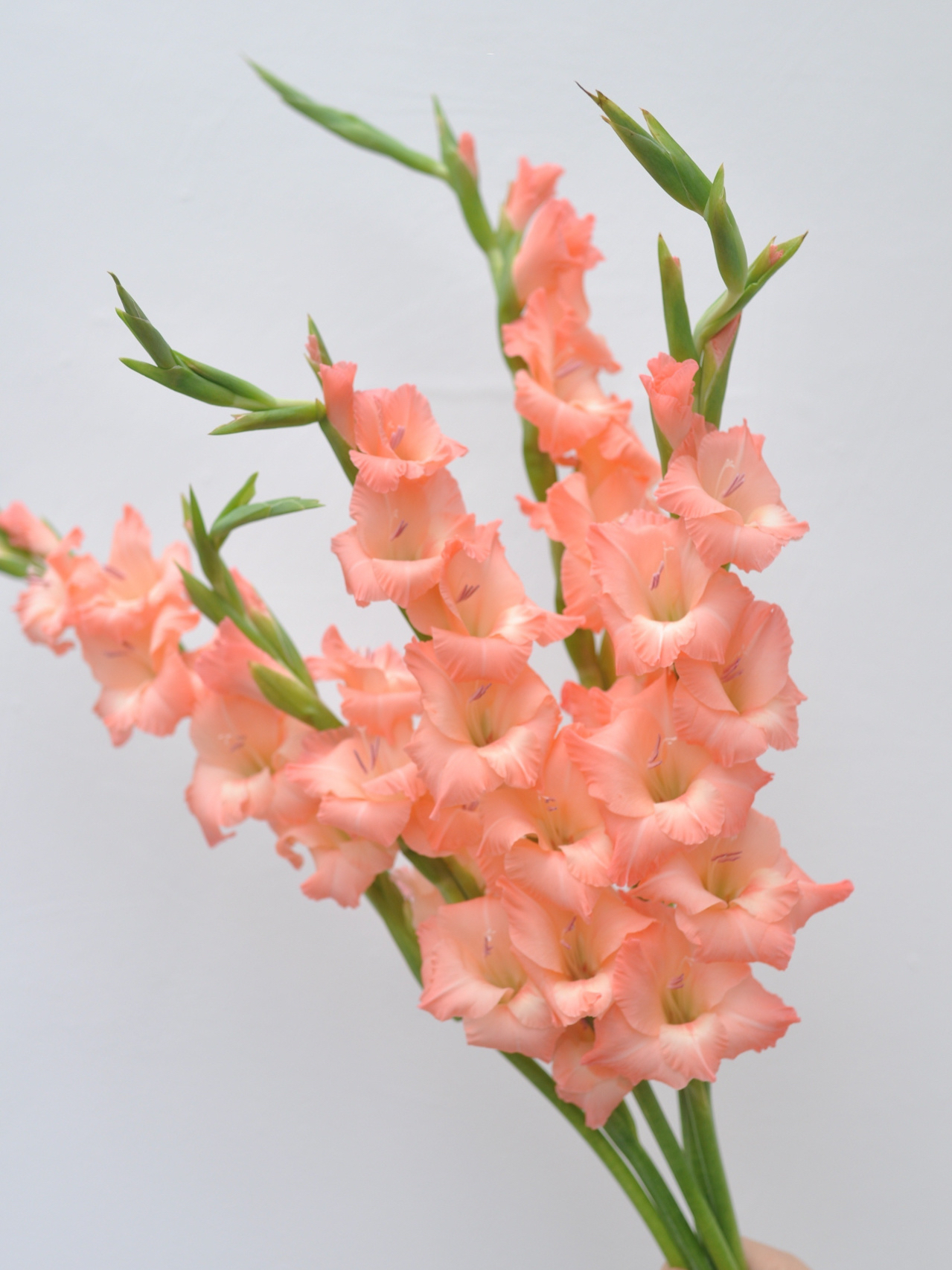 【周四秒杀】粉色剑兰6枝39.8元