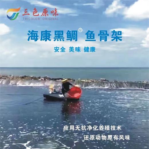 三色原味 海康黑鲷鱼骨架1.5kg 商品图3
