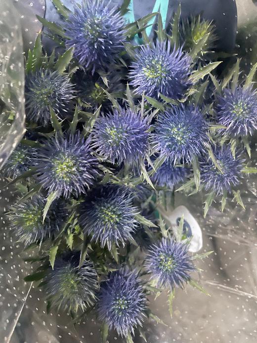 【荷兰进口】刺芹~超星  5枝/扎（小尖头） 商品图6