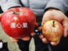 【2025新一批】三次筛选品质拔尖，新疆苹果代表作【甜心果】更正宗 更香甜 更漂亮 商品缩略图7