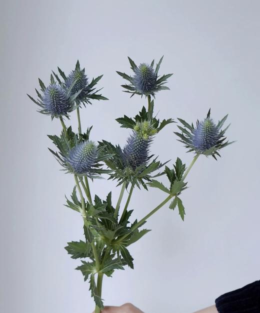 【荷兰进口】刺芹~超星  5枝/扎（小尖头） 商品图1