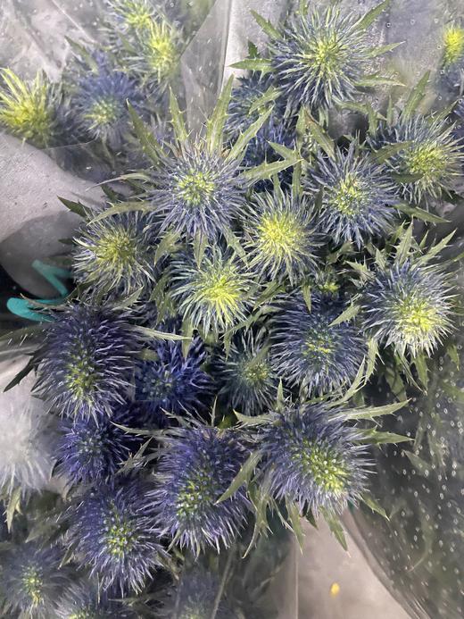 【荷兰进口】刺芹~超星  5枝/扎（小尖头） 商品图7