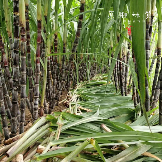 生态紫皮甘蔗（基地直发-顺丰快递） | 多种规格，来自福建南平，生产者：江禄【合作生产，公平贸易】 商品图1