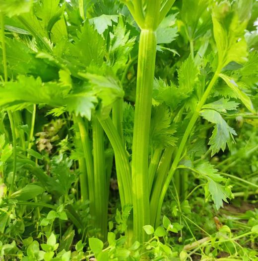 生态时令蔬菜箱（冬季） | 合作生产* Ecological vegetable box  | Coproduction 商品图4