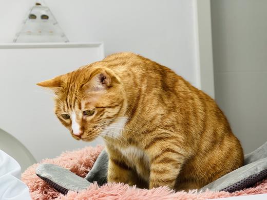 秋冬福利团 宠物长绒保暖舒适深度睡眠猫窝 20斤以内可睡可躺 商品图4