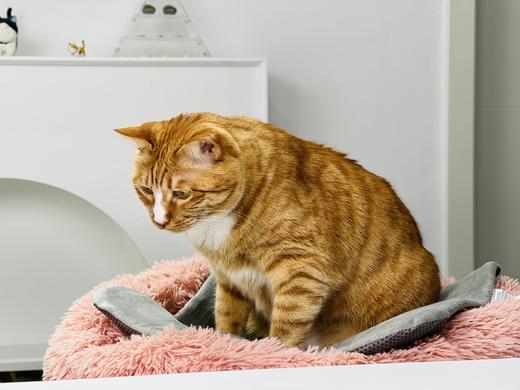 秋冬福利团 宠物长绒保暖舒适深度睡眠猫窝 20斤以内可睡可躺 商品图5