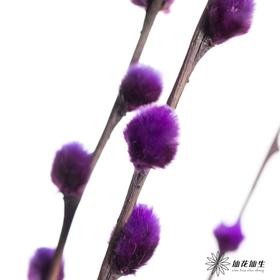 叶材 | 银柳紫色