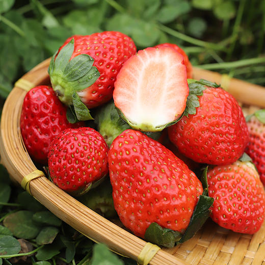 大凉山露天草莓 现摘现发 色泽鲜艳   酸甜可口 香气浓郁果肉细腻致密  酸甜适口  香气浓郁  个大饱满  露天自然生长 商品图2