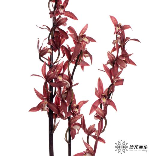 兰花 | 大花蕙兰韩国小姐【瑕疵 折痕 不售后，介意者慎拍】 商品图4