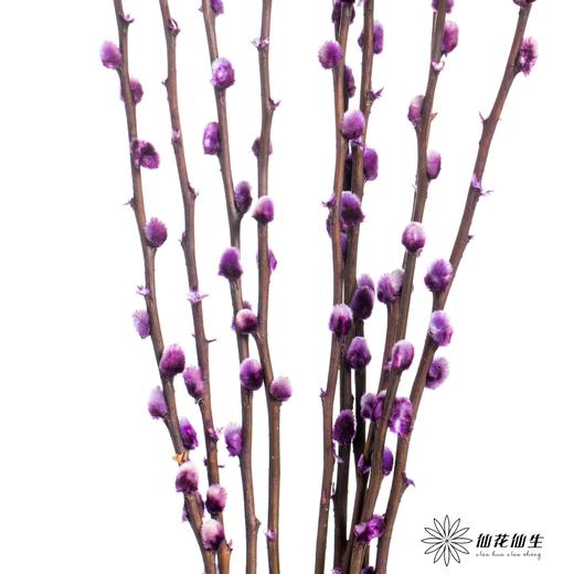 叶材 | 银柳紫色 商品图3