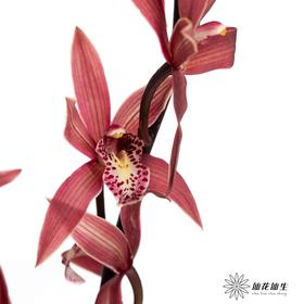 兰花 | 大花蕙兰韩国小姐【瑕疵 折痕 不售后，介意者慎拍】