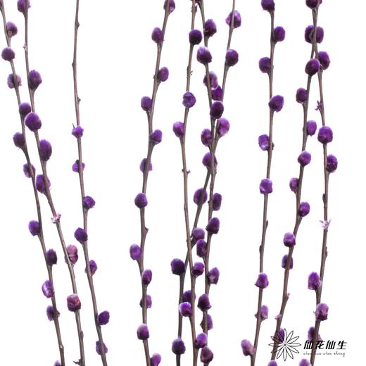 叶材 | 银柳紫色 商品图2