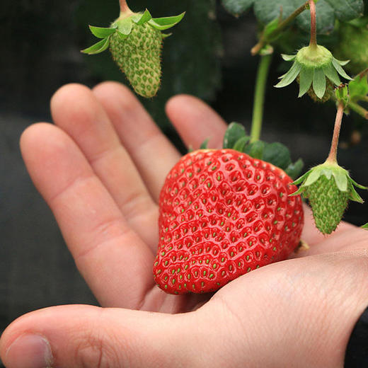 大凉山露天草莓 现摘现发 色泽鲜艳   酸甜可口 香气浓郁果肉细腻致密  酸甜适口  香气浓郁  个大饱满  露天自然生长 商品图4