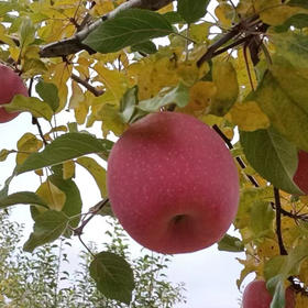 全国哪里的苹果最好吃？当然少不了甘肃静宁苹果