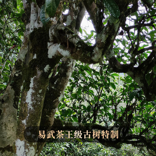 【圣兽—圣龟】2018年多产区茶王树拼配颠覆认知级神品云南普洱茶生茶易武茶区巅峰拼配7饼*357g茶饼 商品图7