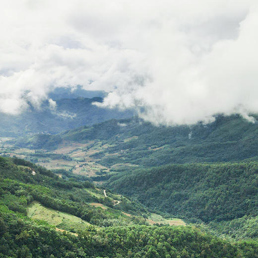 【圣兽—圣龟】2018年多产区茶王树拼配颠覆认知级神品云南普洱茶生茶易武茶区巅峰拼配7饼*357g茶饼 商品图6