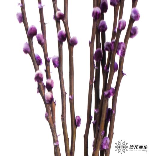 叶材 | 银柳紫色 商品图4