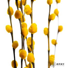 叶材 | 银柳黄色