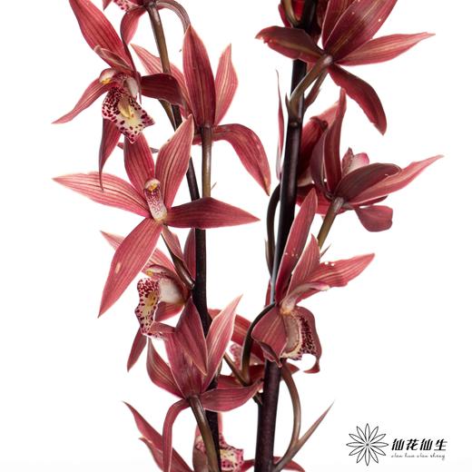 兰花 | 大花蕙兰韩国小姐【瑕疵 折痕 不售后，介意者慎拍】 商品图3