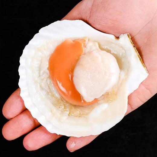 新睿唐冷冻半壳虾夷扇贝新鲜大号带黄扇贝肉精选品质1000g 商品图3