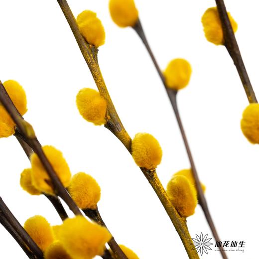 叶材 | 银柳黄色 商品图1