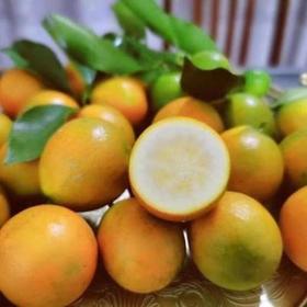 脆蜜金柑（20~22颗） 约1kg/份