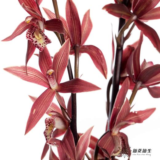 兰花 | 大花蕙兰韩国小姐【瑕疵 折痕 不售后，介意者慎拍】 商品图2