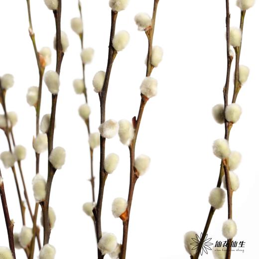 叶材 | 银柳白色 商品图2