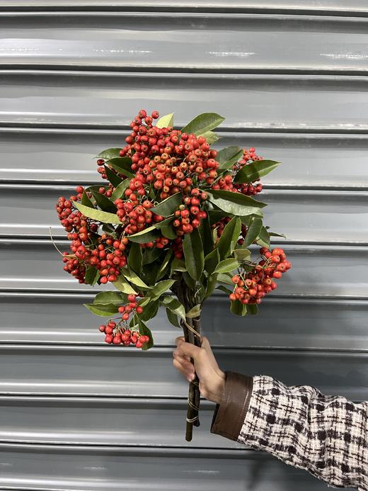 配果 | 野生蔷薇果 商品图0