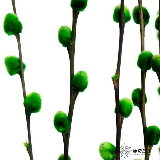 叶材 | 银柳绿色 商品图0