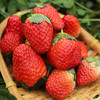 大凉山露天草莓 现摘现发 色泽鲜艳   酸甜可口 香气浓郁果肉细腻致密  酸甜适口  香气浓郁  个大饱满  露天自然生长 商品缩略图1