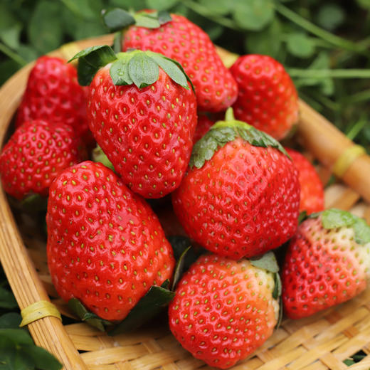 大凉山露天草莓 现摘现发 色泽鲜艳   酸甜可口 香气浓郁果肉细腻致密  酸甜适口  香气浓郁  个大饱满  露天自然生长 商品图1