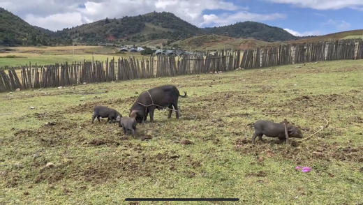 【云南迪庆藏猪】黑毛猪猪腿肉猪肉骨猪肉沫猪蹄猪肋骨 商品图1