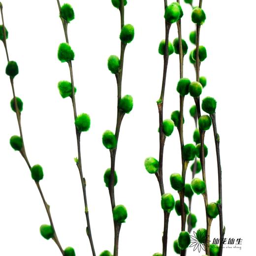 叶材 | 银柳绿色 商品图2