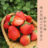 大凉山露天草莓 现摘现发 色泽鲜艳   酸甜可口 香气浓郁果肉细腻致密  酸甜适口  香气浓郁  个大饱满  露天自然生长 商品缩略图0