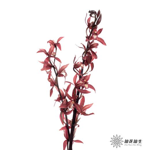 兰花 | 大花蕙兰韩国小姐【瑕疵 折痕 不售后，介意者慎拍】 商品图5