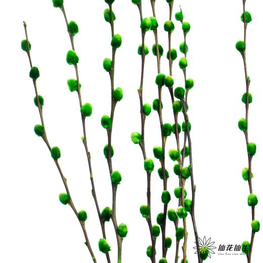 叶材 | 银柳绿色 商品图3