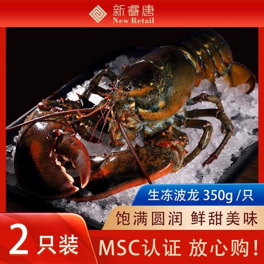 进口生冻美洲螯龙虾大号波士顿龙虾2只装350g每只MSC认证 商品图0
