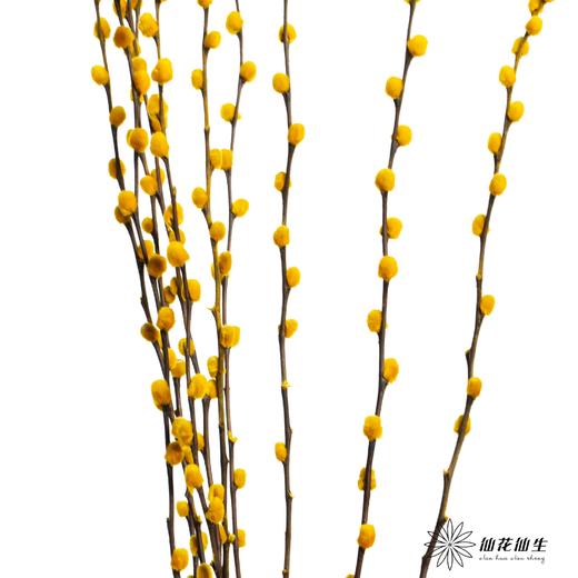 叶材 | 银柳黄色 商品图3