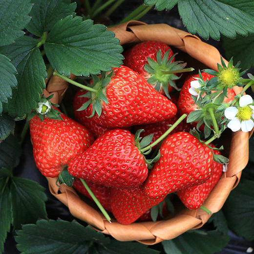 大凉山露天草莓 现摘现发 色泽鲜艳   酸甜可口 香气浓郁果肉细腻致密  酸甜适口  香气浓郁  个大饱满  露天自然生长 商品图3