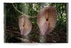 【现货】Jungle Spirits | 丛林精神 野生动植物摄影集 商品缩略图6