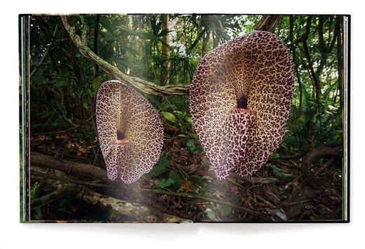 【现货】Jungle Spirits | 丛林精神 野生动植物摄影集 商品图6