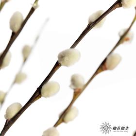 叶材 | 银柳白色