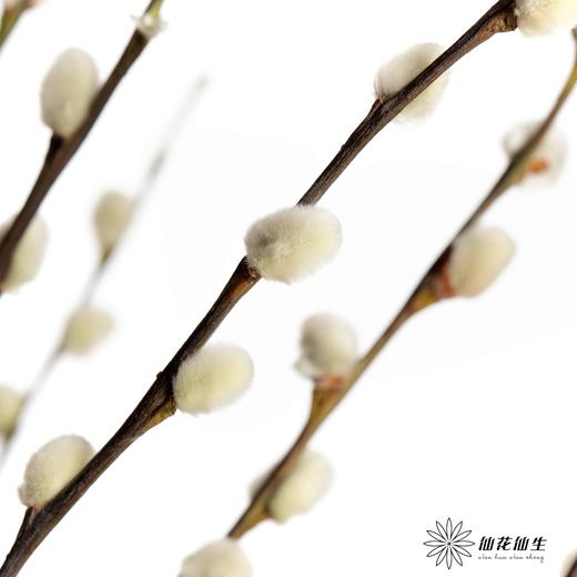 叶材 | 银柳白色 商品图0