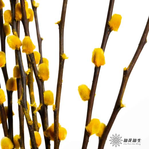 叶材 | 银柳黄色 商品图2