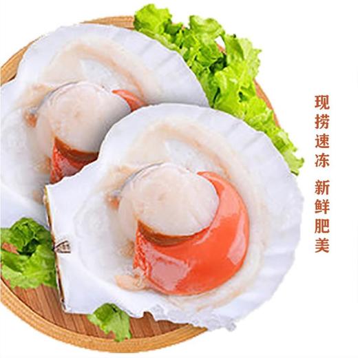 新睿唐冷冻半壳虾夷扇贝新鲜大号带黄扇贝肉精选品质1000g 商品图2