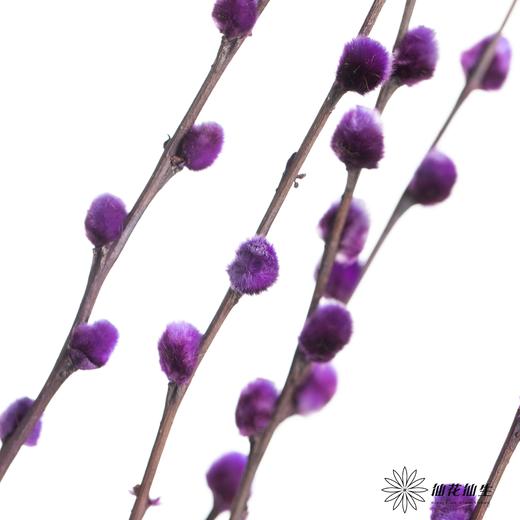 叶材 | 银柳紫色 商品图1